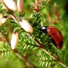 coccinelly